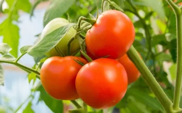 【トマトの育て方】甘くジューシーな実を育てる方法とは？