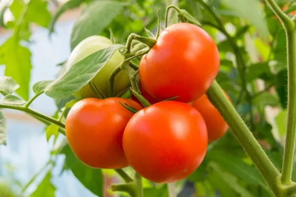【家庭菜園】【トマトの育て方】上手においしく育てる方法とは。