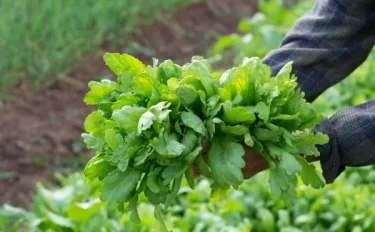 【家庭菜園】 【春菊（シュンギク）の育て方】栽培方法のコツをご紹介