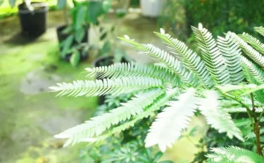 【観葉植物】エバーフレッシュの育て方、植え替えのコツを紹介します