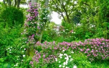 こんなバラの修景、見たことありますか！ The Natural Gardens of Sakano（坂野ガーデン）
