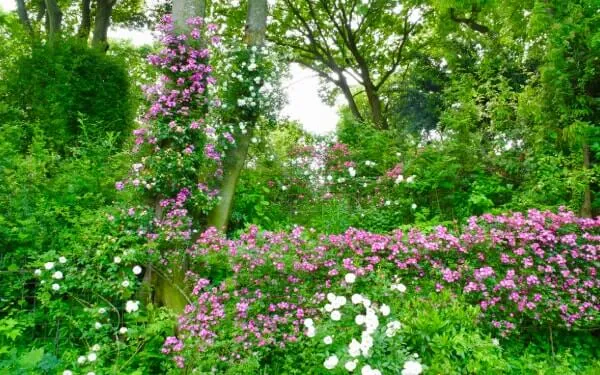 こんなバラの修景、見たことありますか！ The Natural Gardens of Sakano（坂野ガーデン）