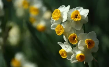 スイセンの育て方｜基本の栽培方法や増やす際のポイント 国内の名所をご紹介！