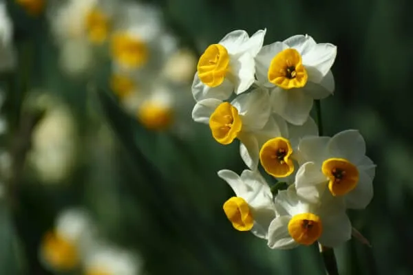 スイセンの育て方｜基本の栽培方法や増やす際のポイント 国内の名所をご紹介！