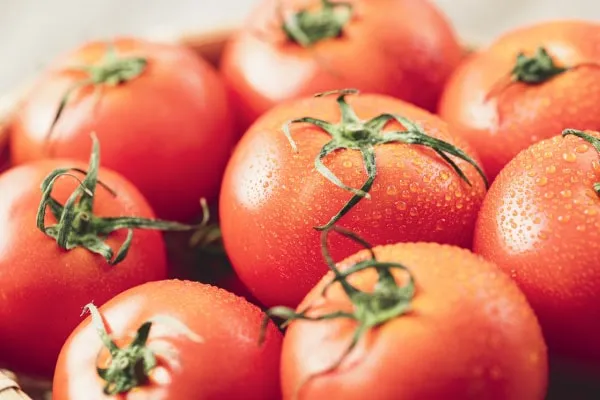 【家庭菜園】トマトにおすすめの肥料成分は？追肥の時期や方法、栽培の注意点