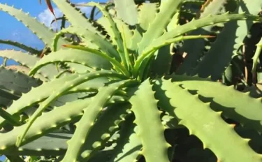 【アロエの育て方】長く楽しめるお手入れのコツや増やし方、寄せ植えのポイント