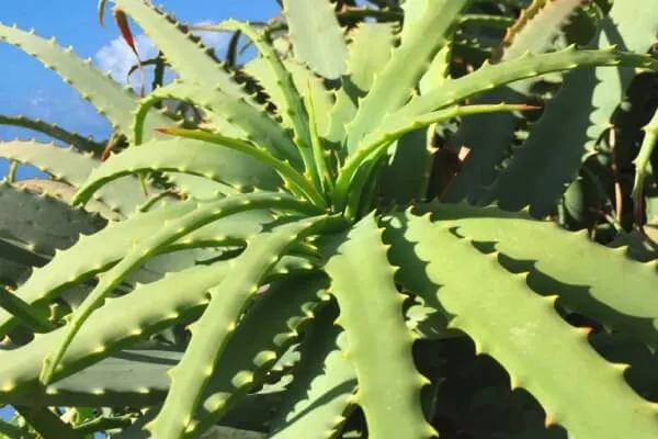 熱帯の風情を感じさせる多肉植物のアロエ。 育て方や管理方法は？