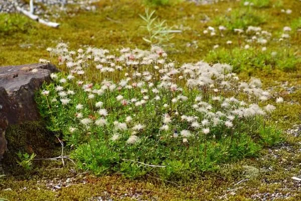 チングルマの花後の綿毛