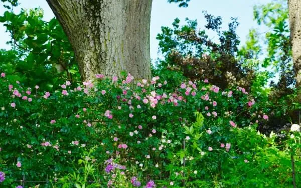 メイ（芽衣）。かわいらしいバラが大木の株元を彩ります。