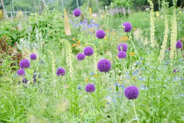 アリウム・ギガンチウム（写真・紫色の花） Allium giganteum　ユリ科　別名　アリューム・ギガンティウム