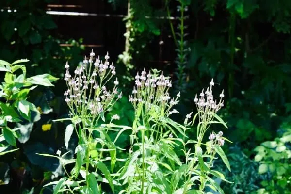 バーベナ・ハスタータ‘ピンクスパイヤー’ Verbena hastata ‘Pink Spires’　クマツヅラ科