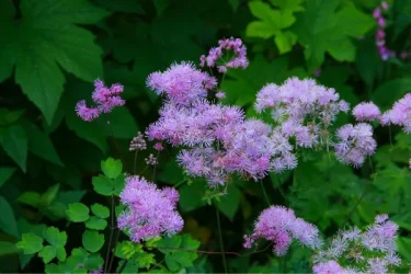 ナチュラルに咲く花々