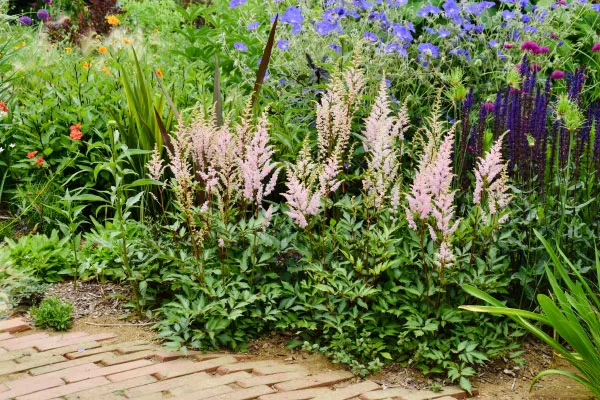 アスチルベ・ピーチブロッサム Astilbe × rosea ‘Peach Blossom’　ユキノシタ科