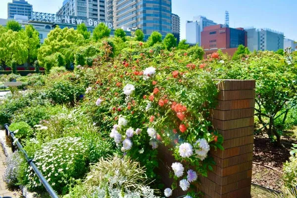 クレマチスとバラが咲く未来のバラ園。背景は中庭のバラが美しいホテルニューグランド