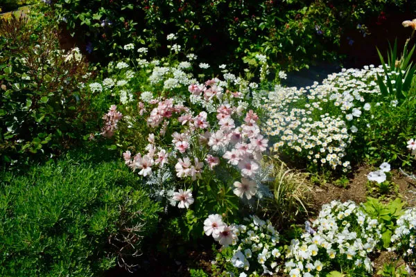 山下公園、輝くように咲くラナンキュラス・ラックスシリーズ