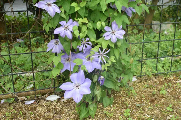 栃木県塩原町のカザグルマ