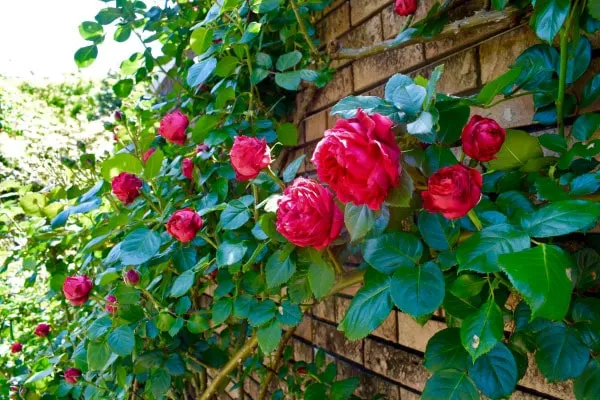 レンガの壁面に咲くつるバラ‘ルージュピエールドゥロンサール’