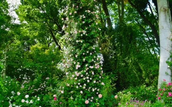 ‘アルベルティーヌ’、大木に絡まるバラは坂野ガーデンならではです。