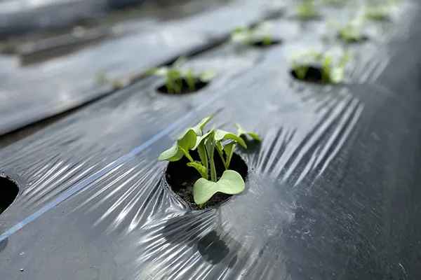 【冬野菜の家庭菜園】 おすすめ野菜8選や基本の栽培方法を解説！