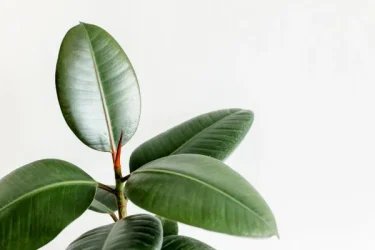 観葉植物】丈夫で人気の高いゴムの木の育て方や植え替え方法とは