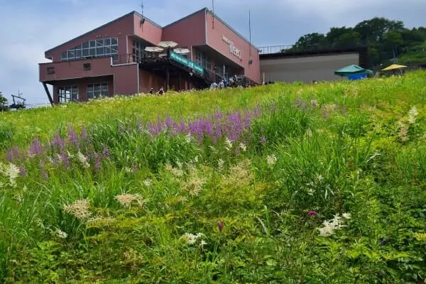 植物園の起点となるゴンドラの乗降所の回りも花がいっぱい