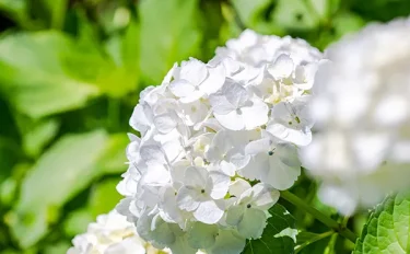 【あじさい（紫陽花）の育て方】｜花の特徴や基本の栽培方法、管理のコツ、増やし方