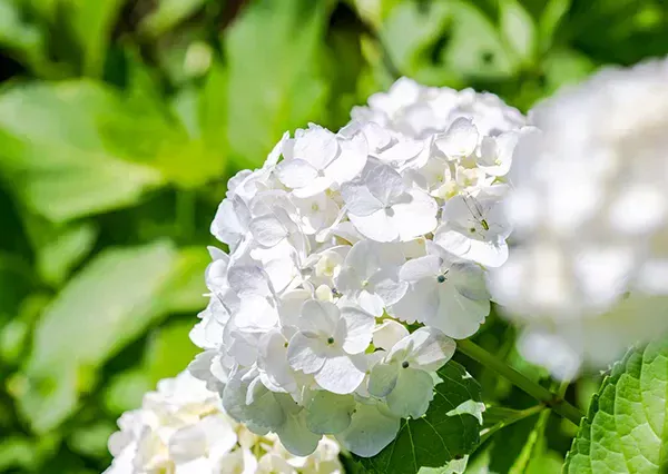 【あじさい（紫陽花）の育て方】｜花の特徴や基本の栽培方法 ...