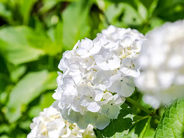 【あじさい（紫陽花）の育て方】｜花の特徴や基本の栽培方法、管理のコツ、増やし方