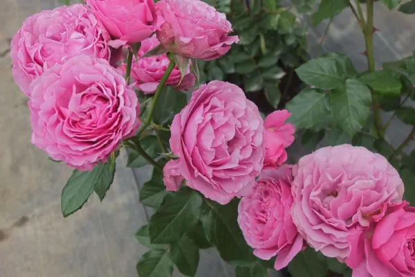 Labyrinth バラの迷宮 pickup125『シュリンクス』