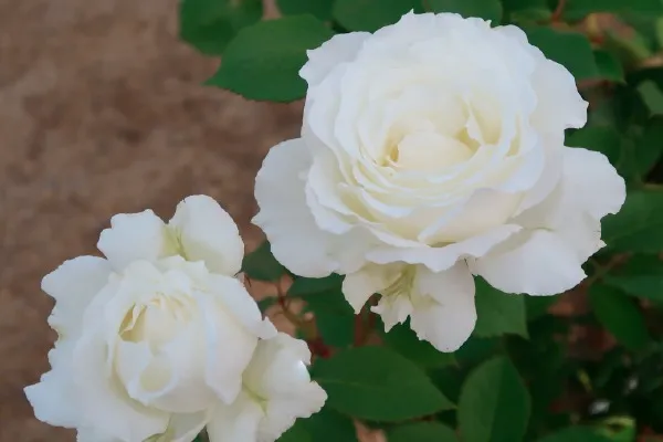 Labyrinth バラの迷宮 pickup132『ドレッシー』