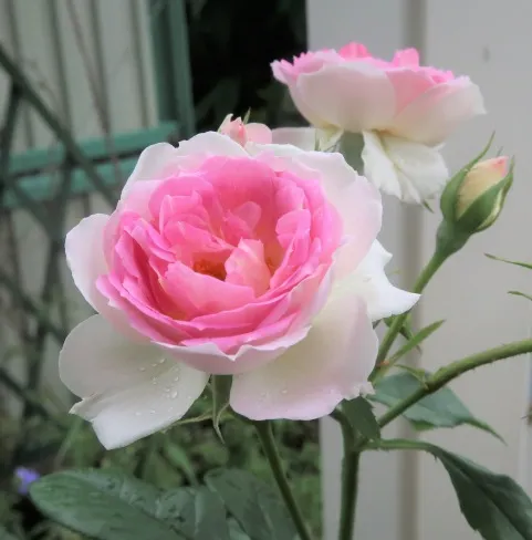 Labyrinth バラの迷宮 pickup130『クルール デ ラムール』