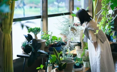 【観葉植物】初心者におすすめの育てやすい観葉植物12選｜室内での育て方や基礎知識などもご紹介