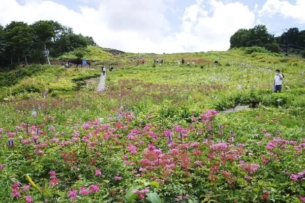 2020年8月の白馬五竜高山植物園*