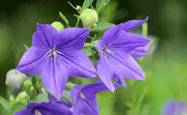 9月に咲く花15選｜ガーデニングにおすすめの種類や基本の育て方