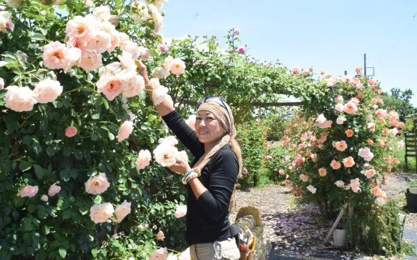 ロココの花がら摘みをする川崎宏美さん