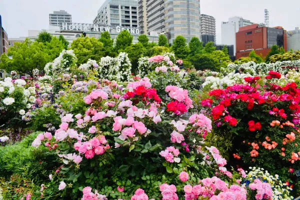 山下公園、未来のバラ園