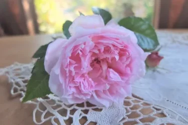 Labyrinth バラの迷宮 pickup95『アジュール』