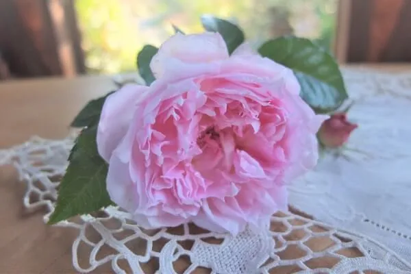 Labyrinth バラの迷宮 pickup95『アジュール』