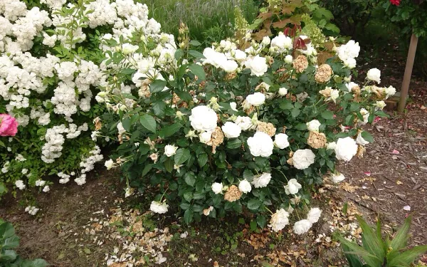 ▲開花後、6月に花がら摘み、中間剪定をした株*