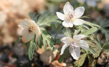 【節分草（セツブンソウ）の育て方】2月に花咲く可憐な花、春の訪れを予感させるセツブンソウの管理方法