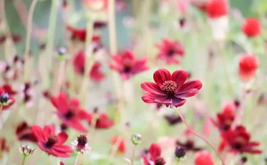 秋の花20選 ガーデニングにおすすめの花や育て方、特徴を解説