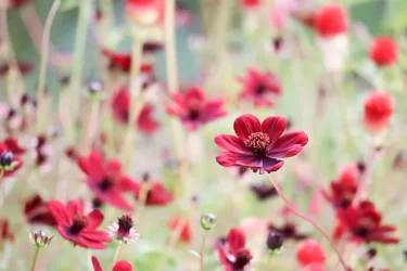 秋の花20選 ガーデニングにおすすめの花や育て方、特徴を解説 | 植物と
