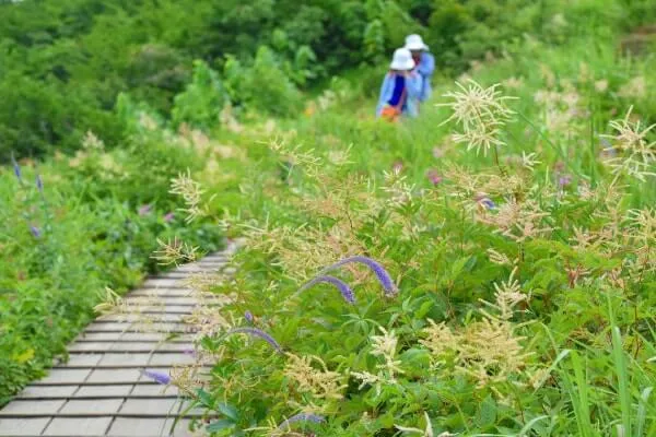 歩きやすい園路沿いに咲くクガイソウなどの高山植物たち