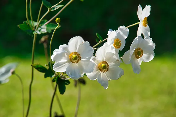 シュウメイギク