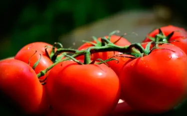 【家庭菜園】 トマトに追肥するタイミングは？肥料の与え方や注意点について