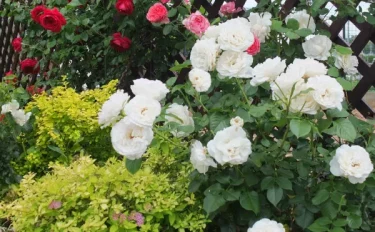 Labyrinth バラの迷宮 pickup84『パブロワ』