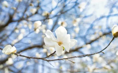 【コブシの育て方】植えつけや肥料、剪定、増やし方などのポイントは？