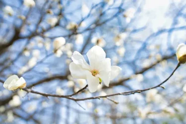 コブシの育て方】植えつけや肥料、剪定、増やし方などのポイントは