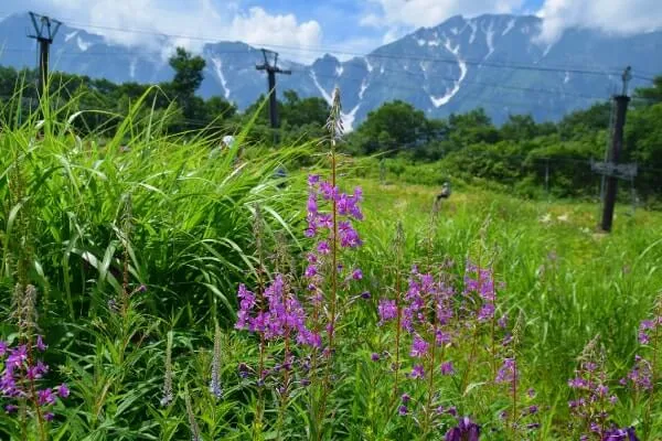 唐松岳や白馬三山を望む園内に咲くヤナギラン