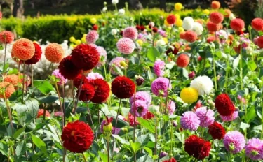 【ダリアの育て方】明るい太陽の下で輝く花。ダリアの栽培方法やおすすめ品種、お手入れのポイント